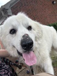 Found/Stray Unknown Dog last seen Dexter and Germantown parkway, Memphis, TN 38016