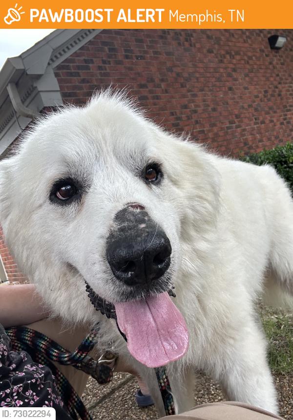 Found/Stray Unknown Dog last seen Dexter and Germantown parkway, Memphis, TN 38016