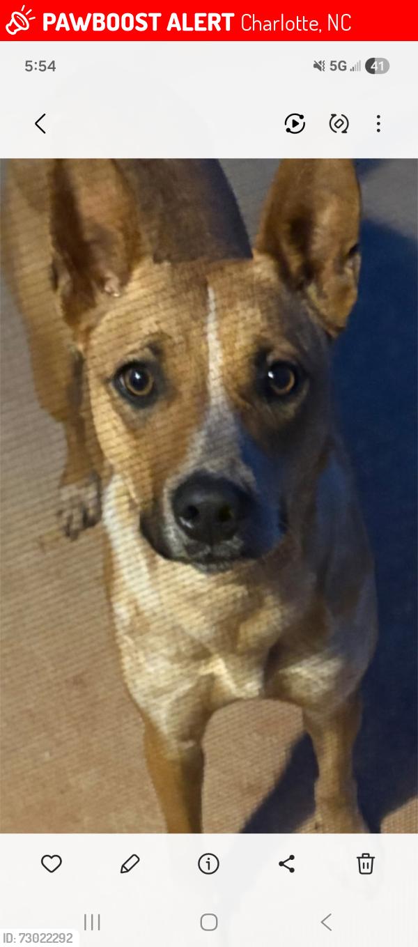 Lost Female Dog last seen Plaza , Charlotte, NC 28205
