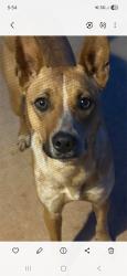 Lost Female Dog last seen Plaza , Charlotte, NC 28205