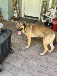 Reunited Male Dog last seen Willms rd and camden, Elk, WA 99009
