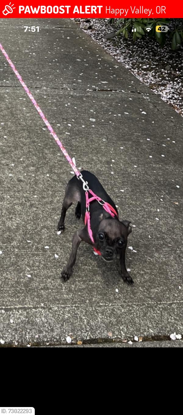 Lost Female Dog last seen Happy valley, Happy Valley, OR 97086