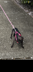 Lost Female Dog last seen Happy valley, Happy Valley, OR 97086