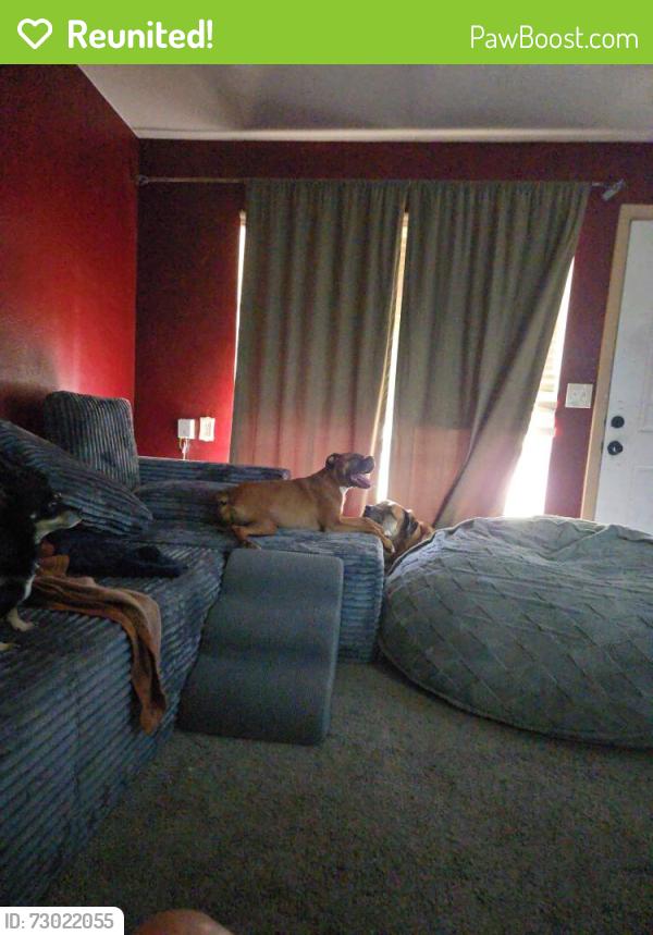 Reunited Female Dog last seen Shadydell, Fort Worth, TX 76135