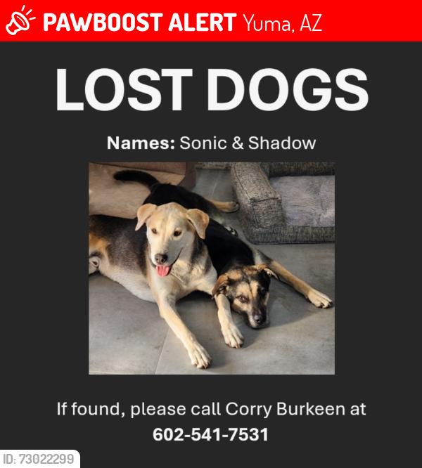 Lost Male Dog last seen Near Avenue A & the 95, Yuma, AZ 85364
