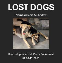 Lost Male Dog last seen Near Avenue A & the 95, Yuma, AZ 85364