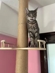 Reunited Male Cat last seen Division and Richmond by Homboldt Health hosp, Chicago, IL 60622