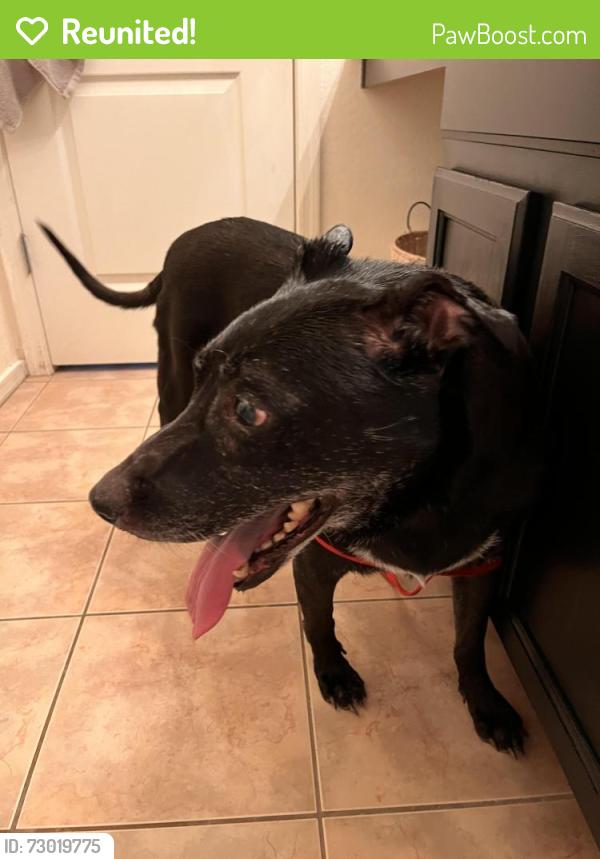 Reunited Female Dog last seen Guadalupe and crismon , Mesa, AZ 85209