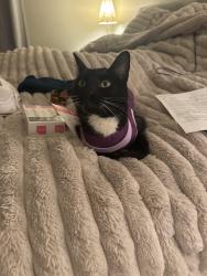 Reunited Male Cat last seen 30th street ne and grade road, Lake Stevens, WA 98258