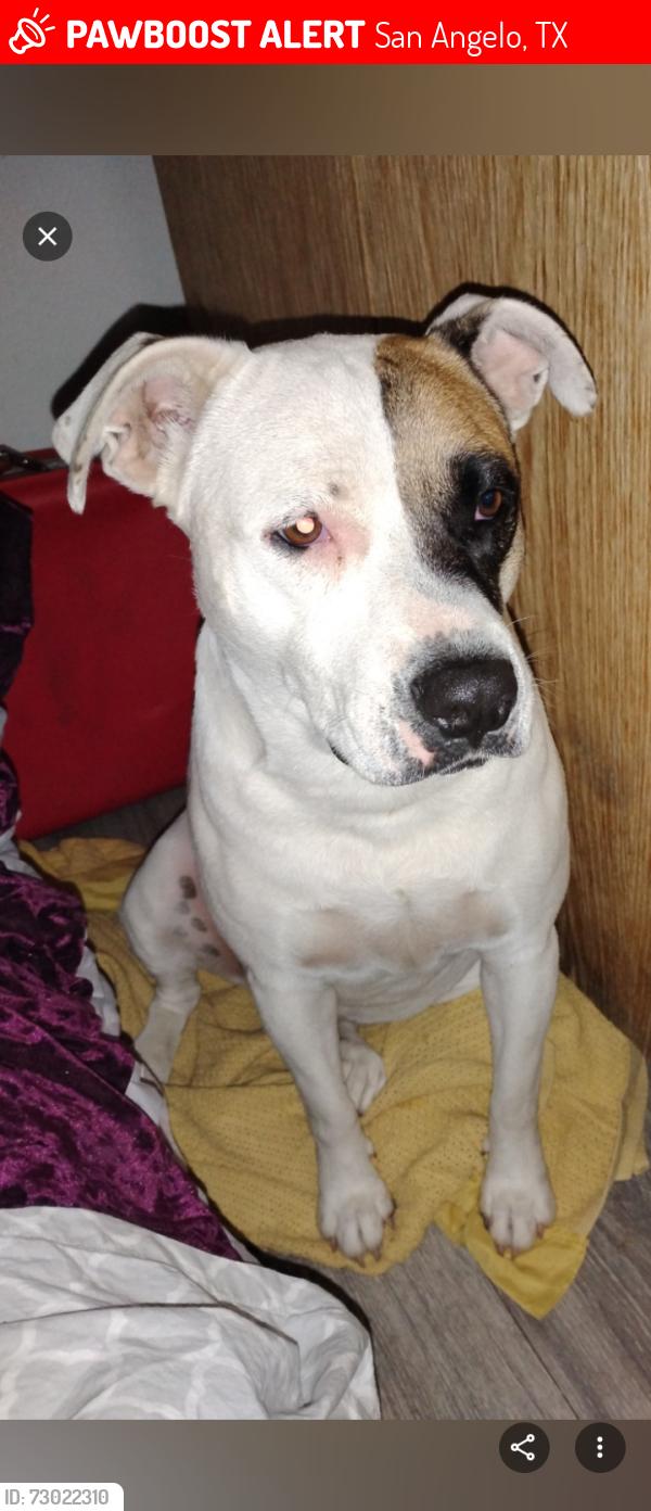 Lost Female Dog last seen N. Bryant, San Angelo, TX 76903