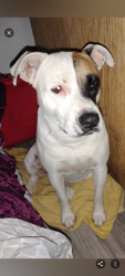 Lost Female Dog last seen N. Bryant, San Angelo, TX 76903