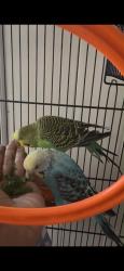 Lost Male Bird last seen Whitman and Lake avenue metuchen, Metuchen, NJ 08840