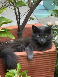 Lost Male Cat last seen Meadowbrook and Edgewood, Los Angeles, CA 90019