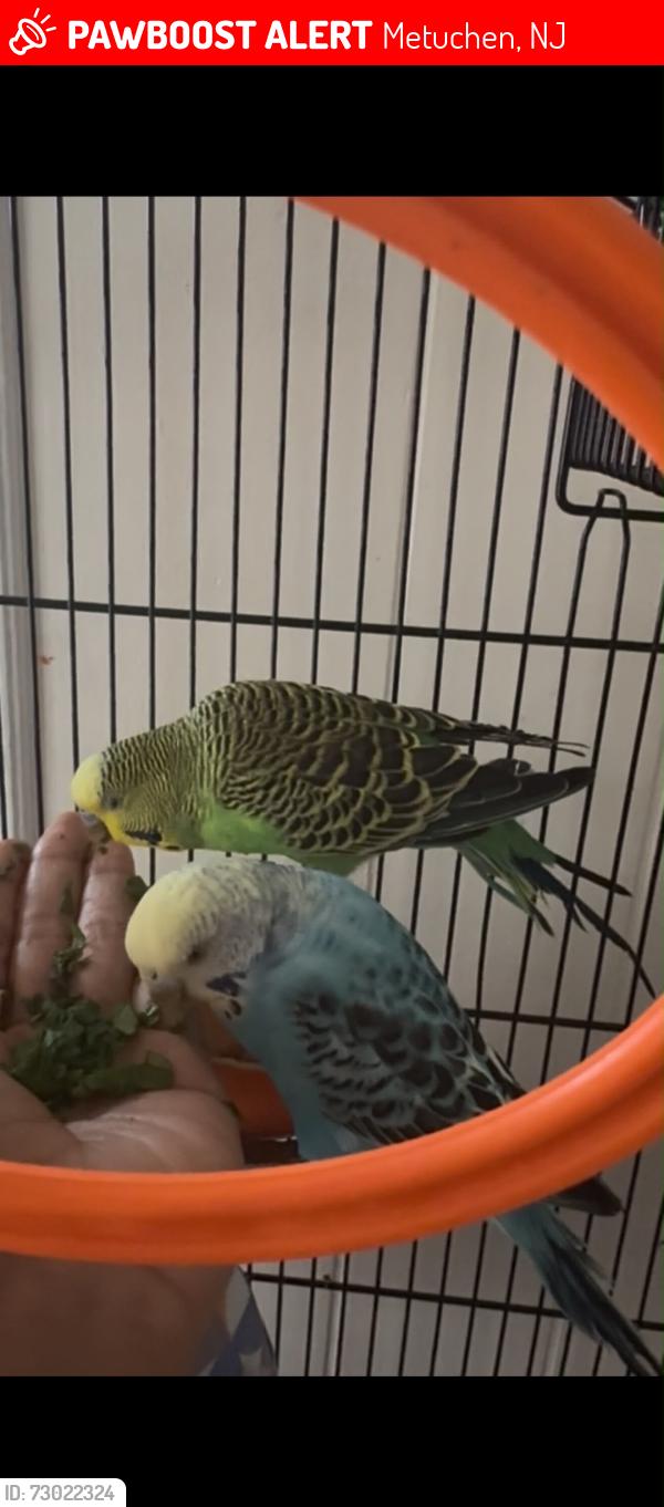 Lost Male Bird last seen Whitman and Lake avenue metuchen, Metuchen, NJ 08840