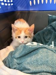 Shelter Stray Female Cat last seen St Jude in car, Memphis, TN, 935 Farm Rd, Memphis, TN 38134, USA