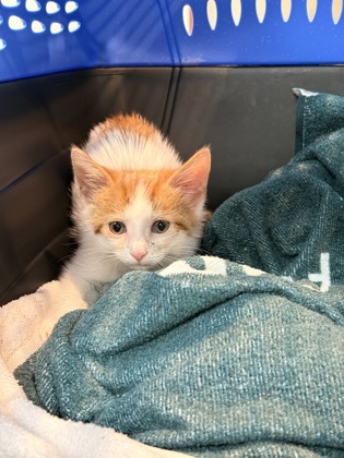 Shelter Stray Female Cat last seen St Jude in car, Memphis, TN, 935 Farm Rd, Memphis, TN 38134, USA