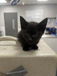 Shelter Stray Female Cat last seen Near Reid St, Lowell, NC, 1491 Business Park Ct, Gastonia, NC 28052, USA