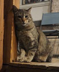 Lost Female Cat last seen Washtenaw and Argyle, Lincoln Square West of Western , Chicago, IL 60625