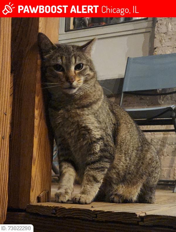 Lost Female Cat last seen Washtenaw and Argyle, Lincoln Square West of Western , Chicago, IL 60625