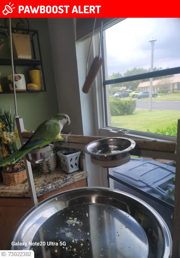 Lost Female Bird last seen Glades rd, Palm Beach County, FL 33433