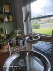 Lost Female Bird last seen Glades rd, Palm Beach County, FL 33433