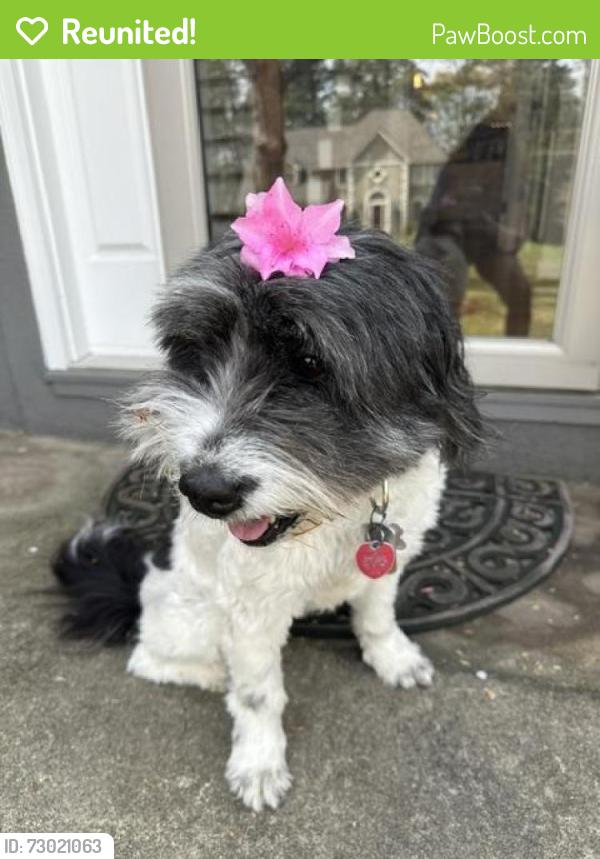 Reunited Female Dog last seen Hamptons East Swim and Pool , Rome, GA 30161