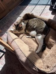 Lost Male Cat last seen Springdale Ave, Coventry, CT 06238