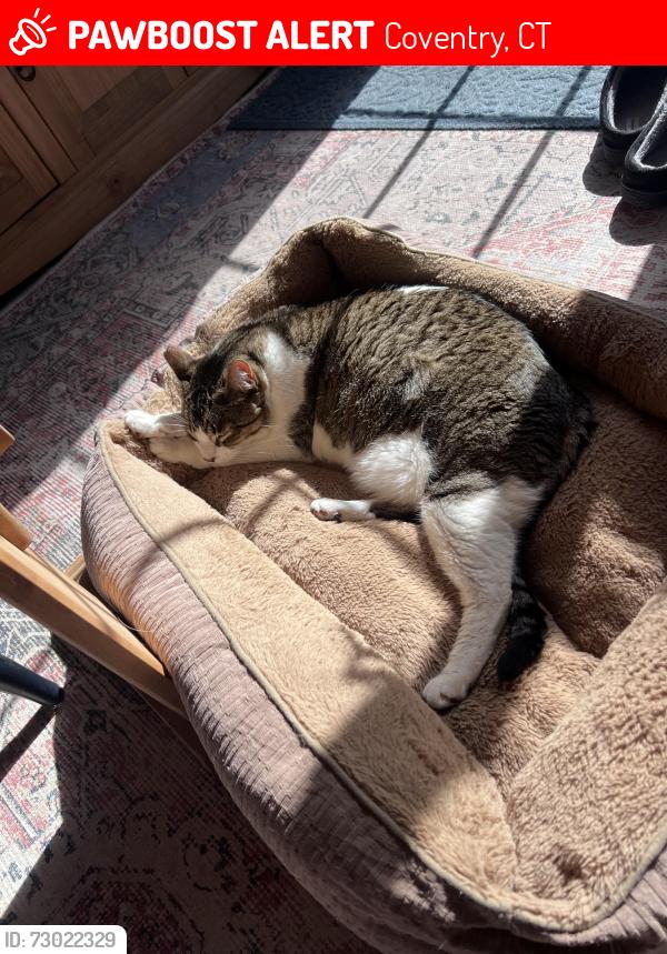 Lost Male Cat last seen Springdale Ave, Coventry, CT 06238