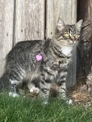 Reunited Female Cat last seen Loma and 1st street, Long Beach, CA 90803