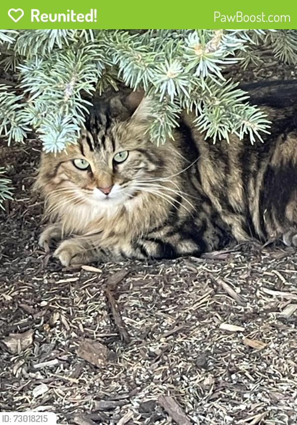 Reunited Unknown Cat last seen University and Wildcat Reserve, Highlands Ranch, CO 80130