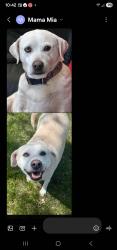 Lost Female Dog last seen Depotevand deeplake, Antioch, IL 60002