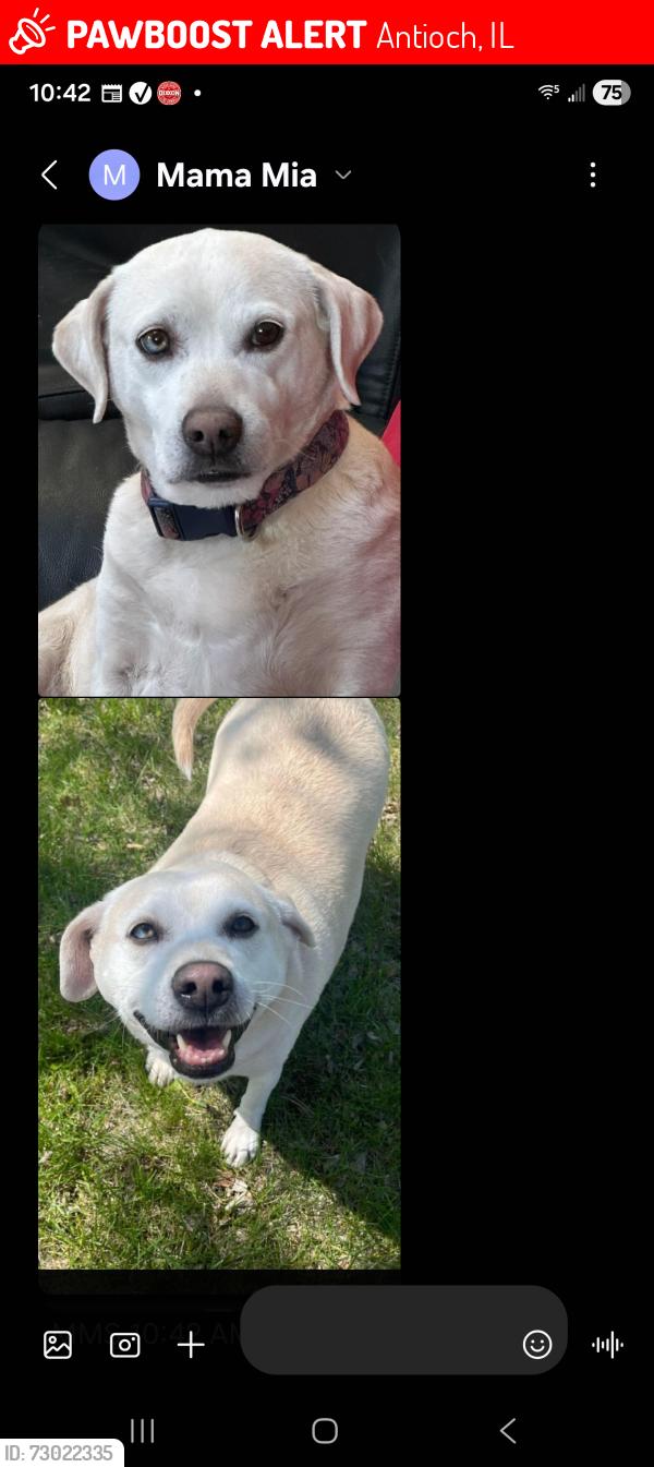 Lost Female Dog last seen Depotevand deeplake, Antioch, IL 60002