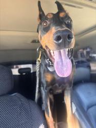 Lost Female Dog last seen Budlong and Vermont , Los Angeles, CA 90044
