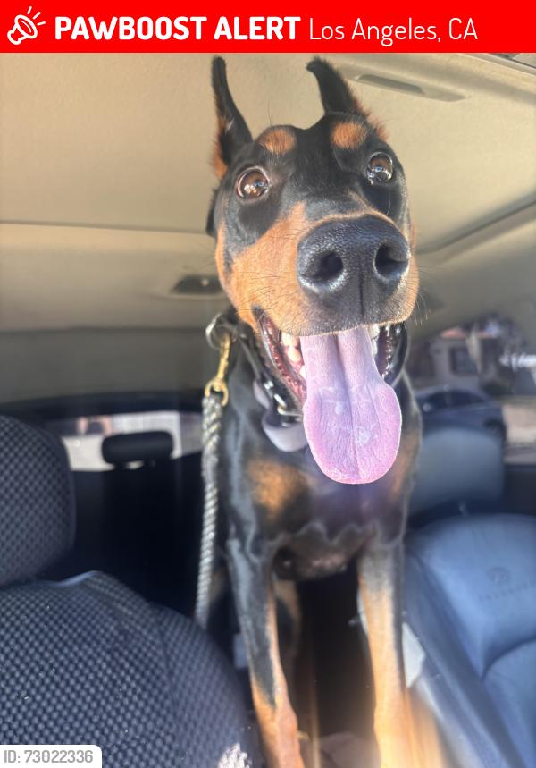 Lost Female Dog last seen Budlong and Vermont , Los Angeles, CA 90044