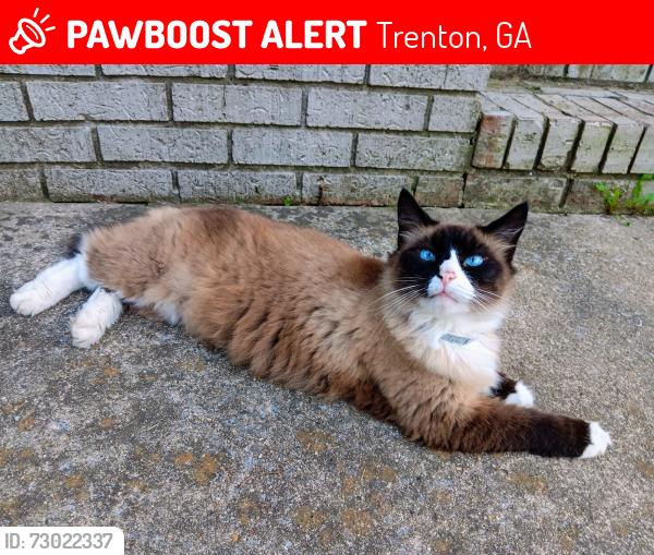 Lost Male Cat last seen N/A, Trenton, GA 30752