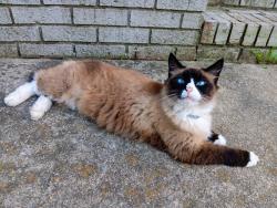 Lost Male Cat last seen N/A, Trenton, GA 30752