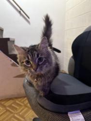 Lost Female Cat last seen Near sugar maple dr, Fairview, TN 37062