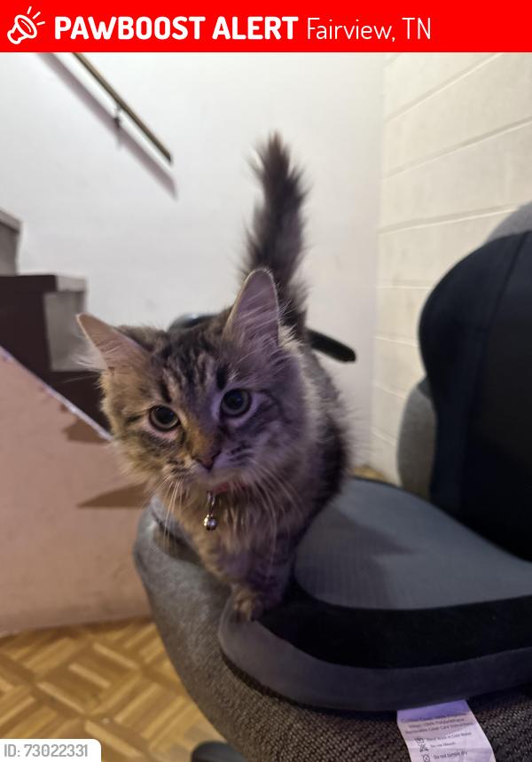 Lost Female Cat last seen Near sugar maple dr, Fairview, TN 37062