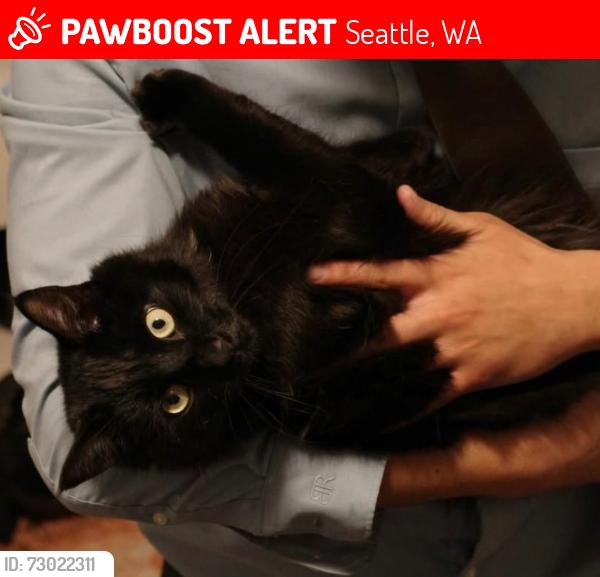 Lost Male Cat last seen University of Washington Seattle Greek Row, Seattle, WA 98105