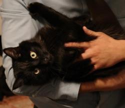 Lost Male Cat last seen University of Washington Seattle Greek Row, Seattle, WA 98105