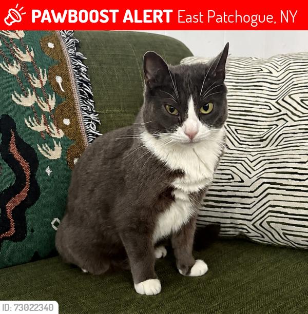 Lost Female Cat last seen Near Sills Rd and hosp Rd, East Patchogue, NY 11772