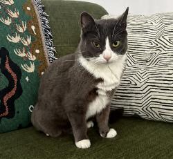 Lost Female Cat last seen Near Sills Rd and hosp Rd, East Patchogue, NY 11772