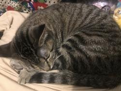 Lost Female Cat last seen Nicholson & Vernon  , Dallas, TX 75224