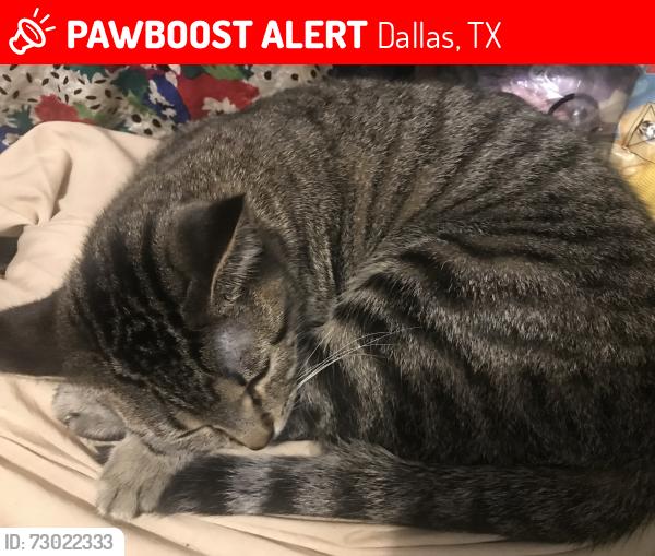 Lost Female Cat last seen Nicholson & Vernon  , Dallas, TX 75224