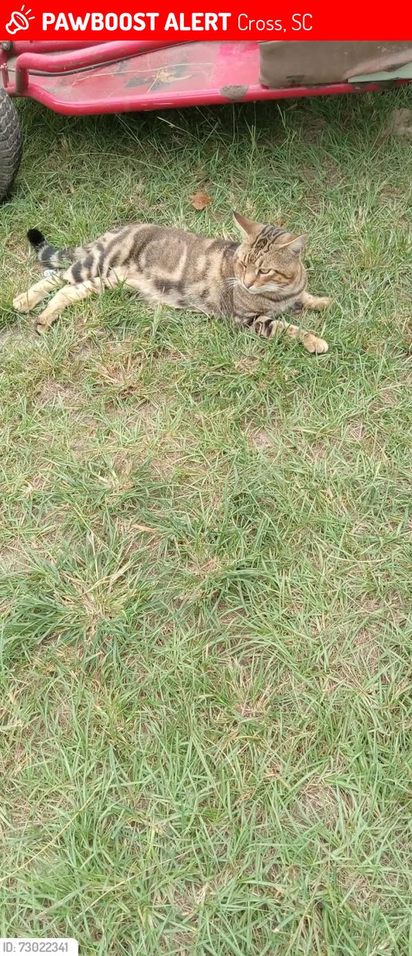 Lost Male Cat last seen Near Raj Lane Cross SC, Cross, SC 29436