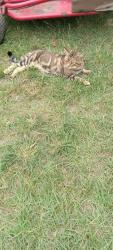 Lost Male Cat last seen Near Raj Lane Cross SC, Cross, SC 29436