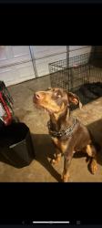 Found/Stray Male Dog last seen W little york, Houston, TX 77088