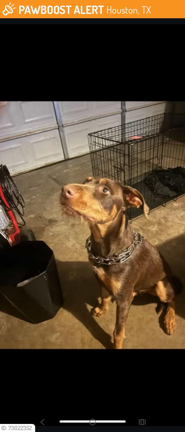 Found/Stray Male Dog last seen W little york, Houston, TX 77088