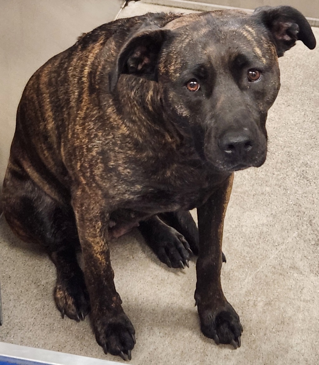 Shelter Stray Female Dog last seen Near N Palmer Roads, SPOKANE, WA, 99217, 6815 E Trent Ave, Spokane, WA 99212, USA