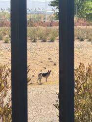 Found/Stray Unknown Dog last seen TRUCK ENTRANCE ACROSS FROM GOODYEAR, Victorville, CA 92394